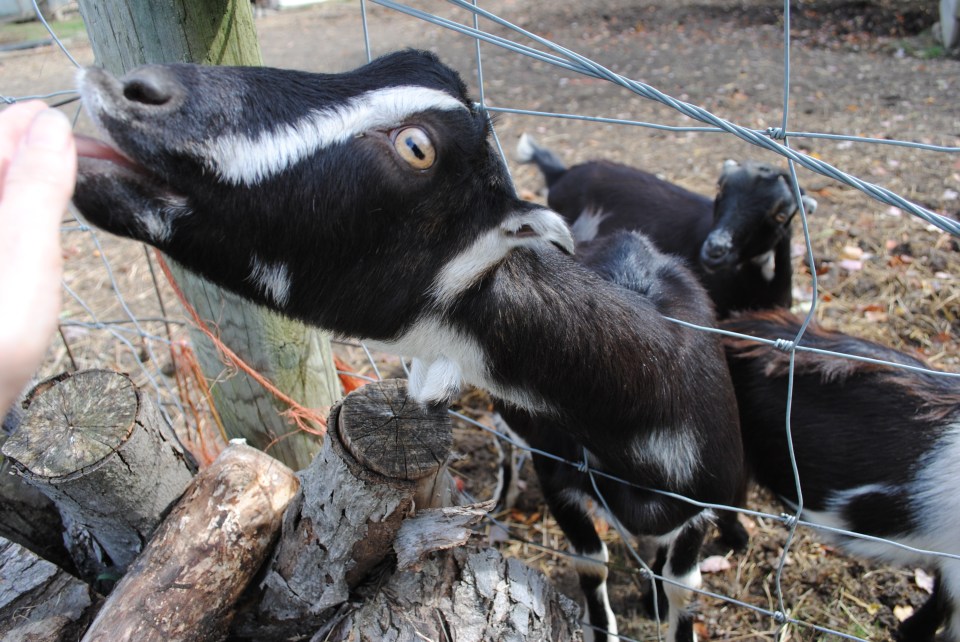 I have to be very careful when feeding these by hand because the goats try to take my fingers off!