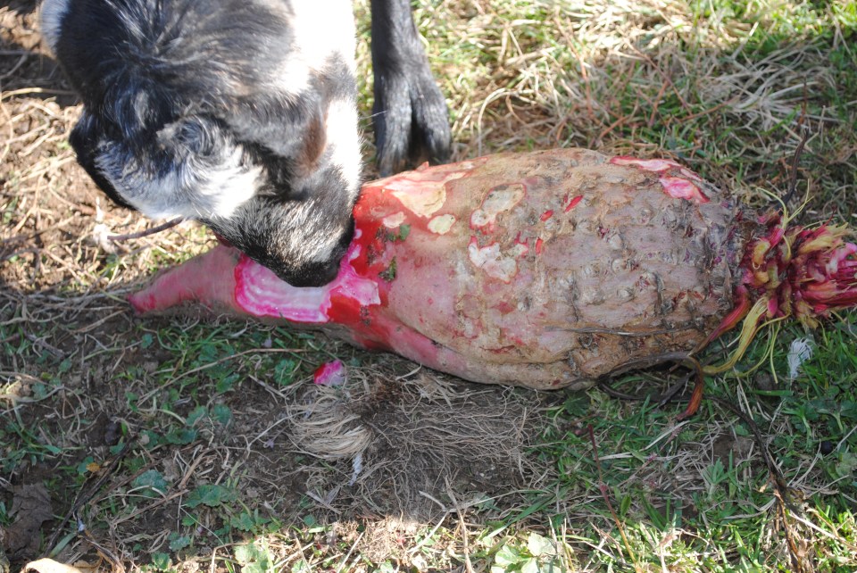 Why grow mangle beets? Your goats love them, and people driving past your place will think your goats are eating flesh. A 25# beet is a scary thing!